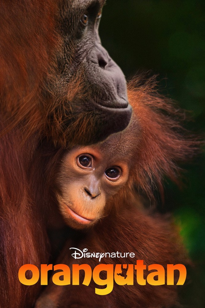 Orangutan (2026) – French